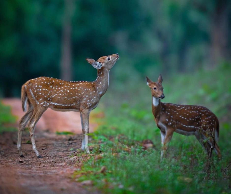 Chital, Deer, Kalesar National Park Photos, Great India Heritage