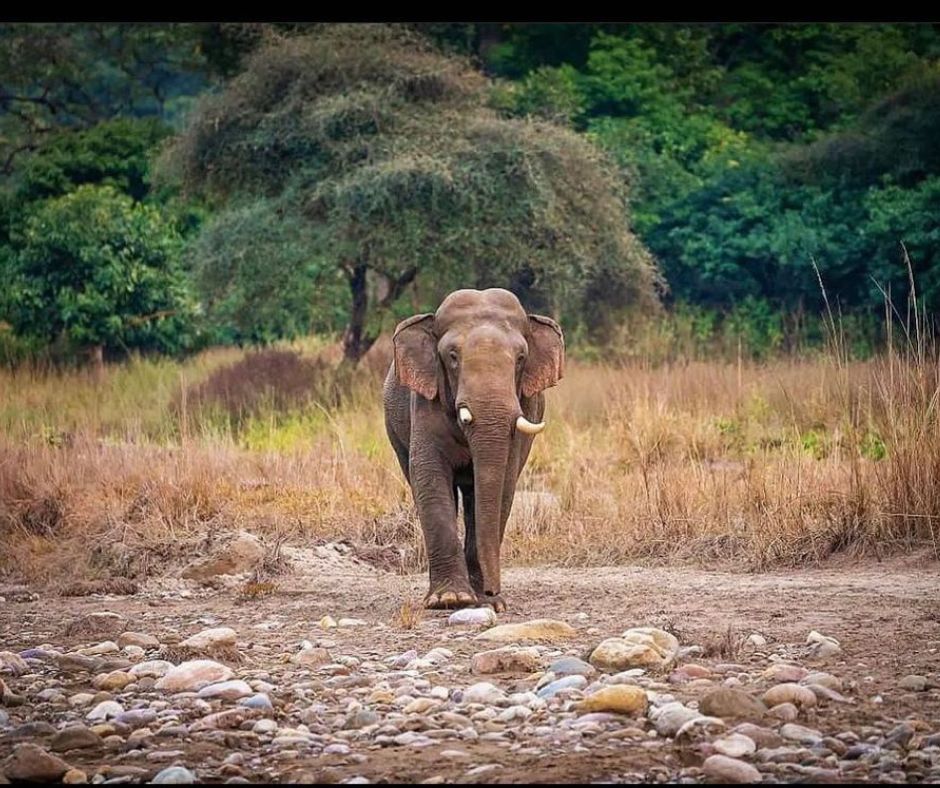 Elephant, Kalesar National Park Photos, Great India Heritage
