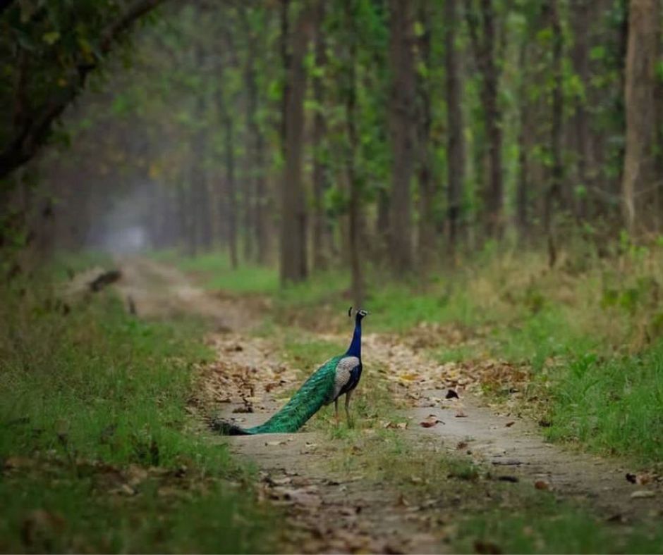 Indian Peafowl. peacock . Kalesar National Park Photos, Great India Heritage
