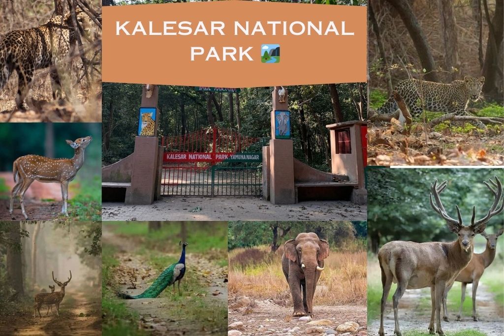 Kalesar National Park: Wildlife Adventure in Haryana Forest