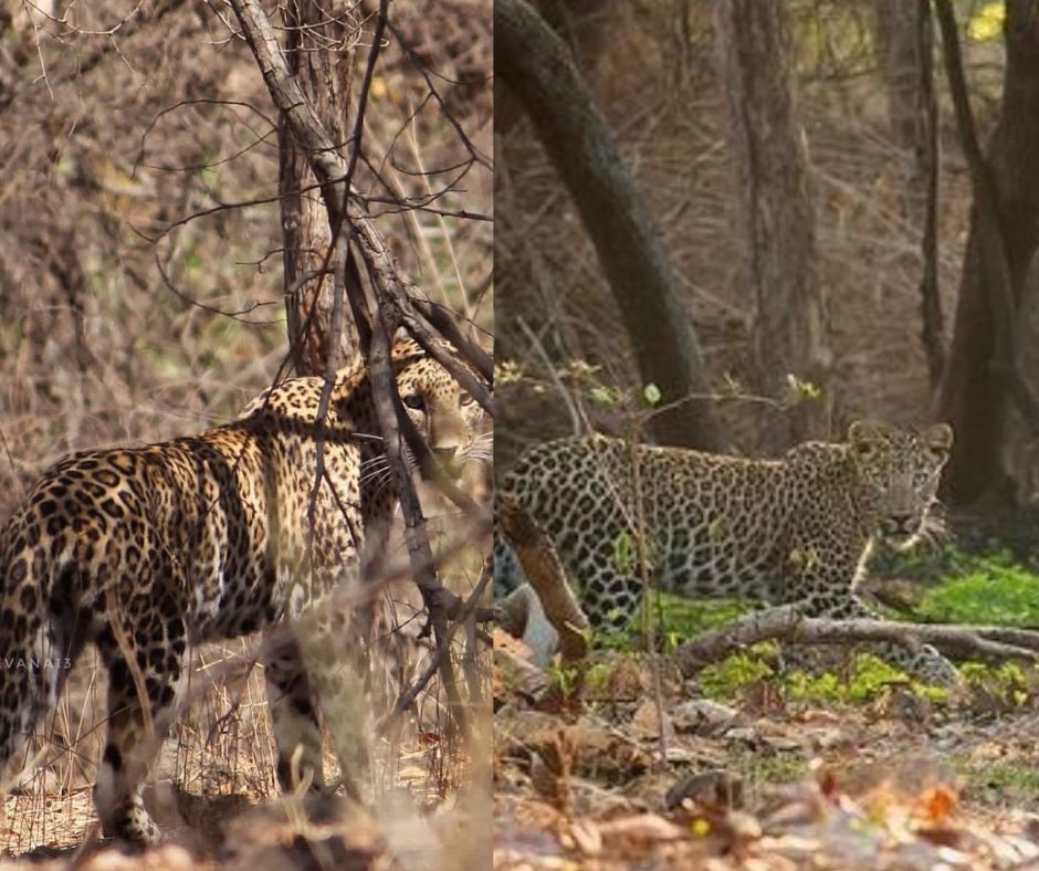 Leopard, Kalesar National Park Photos, Great India Heritage
