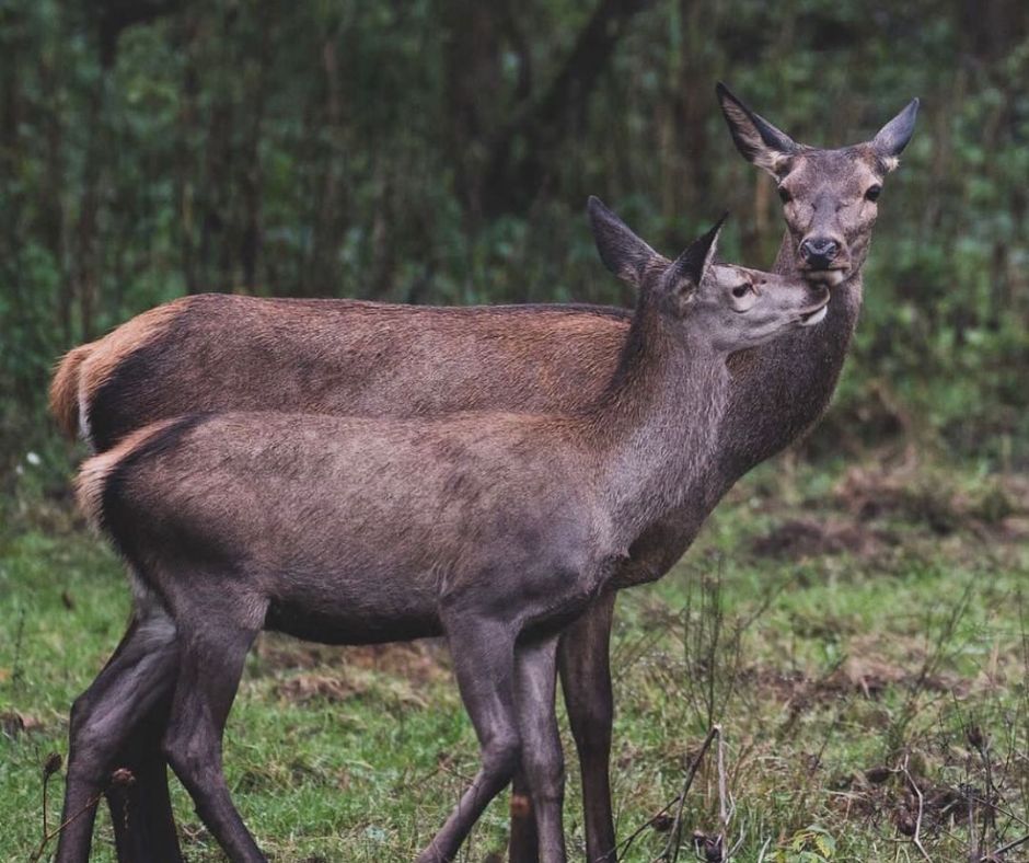 Roe Deer, Kalesar National Park Photos, Great India Heritage